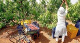 Calatayud ofrece colaboración a la DGA para elaborar los protocolos de la campaña agrícola