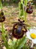 El Taller de Empleo 'Jalón Sostenible' recibe una formación sobre orquídeas