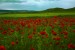 CALATAYUD AMAPOLAS