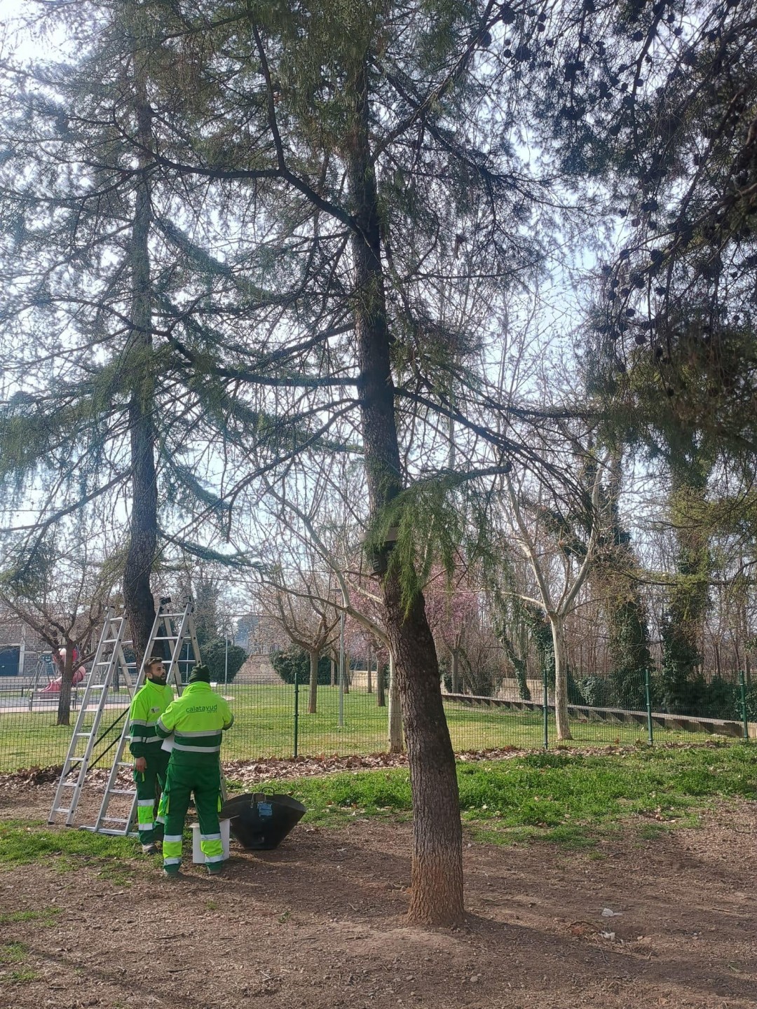 CONTROL PROCESIONARIA 